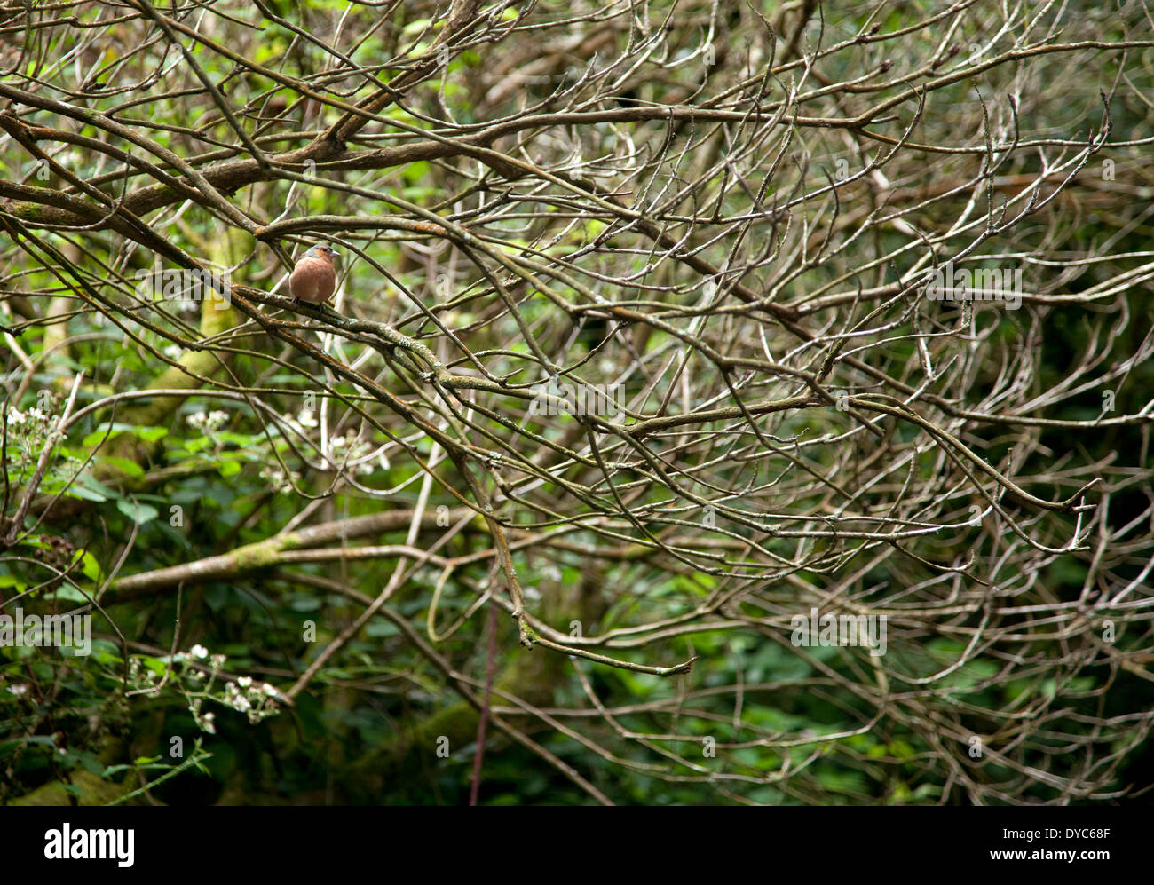 Gemeinsamen Buchfink, Fringilla Coelebs. Stockfoto