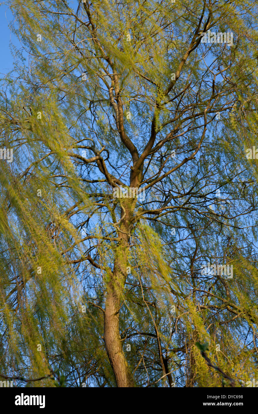 Willow tree Stockfoto