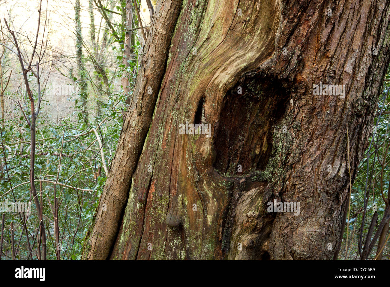 Verfallende Baumstamm Stockfoto