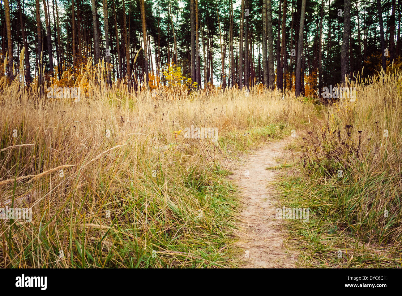 Weg, Fußweg durch einen Wald mit dunklen Bäume und gelbe Trockenrasen. Stockfoto