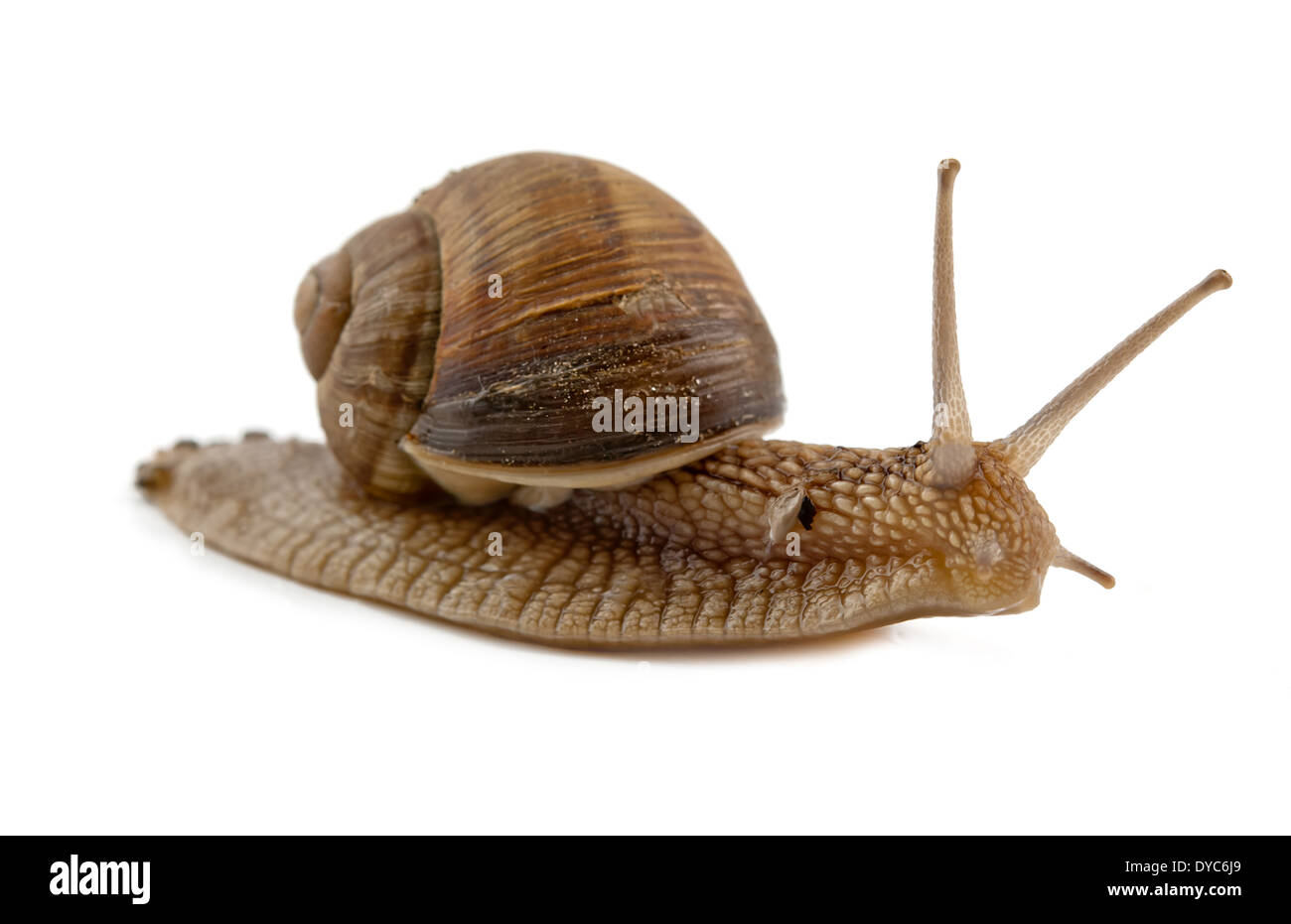 Schnecke auf einem weißen Hintergrund isoliert Stockfoto