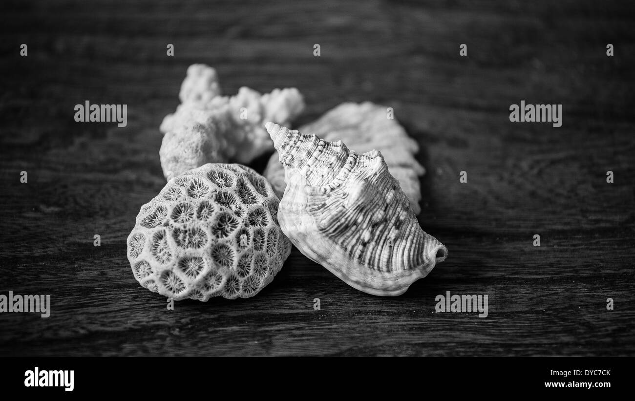 Schwarz / weiß-Muscheln und Korallen aus den Philippinen auf einer Holzfläche. Stockfoto