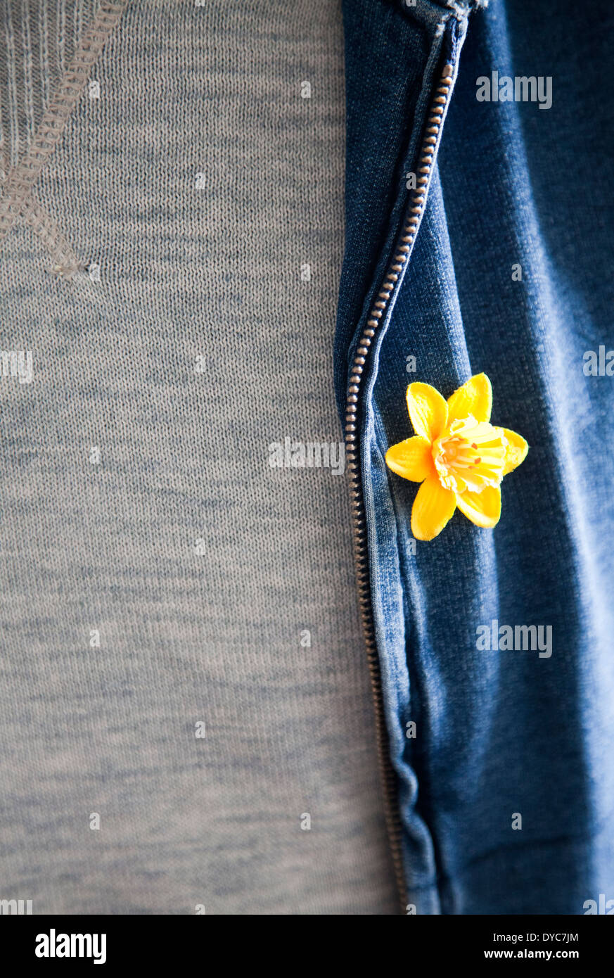 Gelbe Narzisse Pin auf Kleidung für Marie Curie Cancer Charity - UK Stockfoto