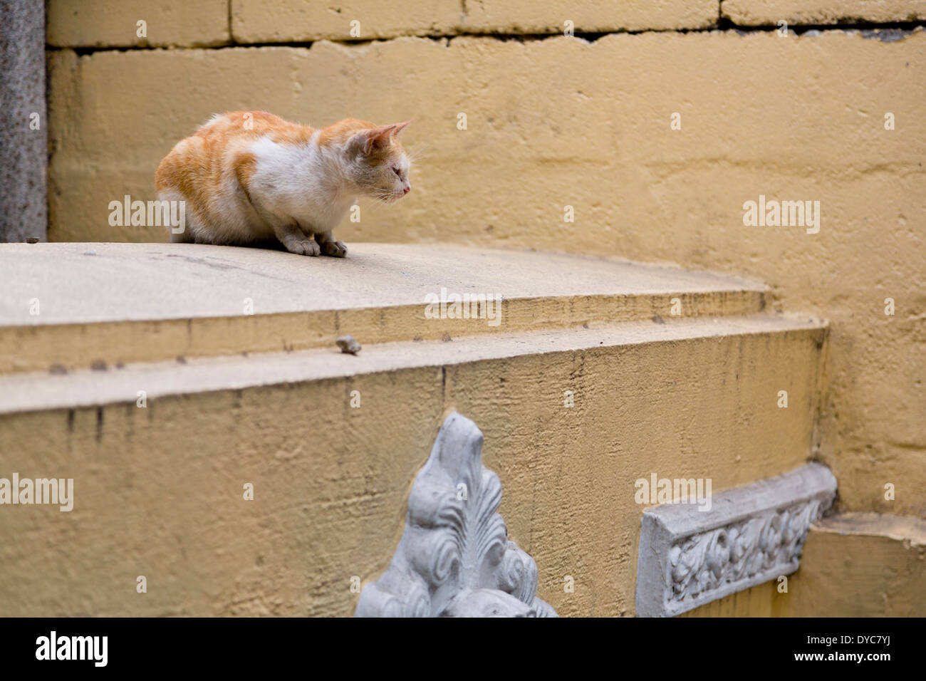 Katze auf einem Grab auf dem Nordfriedhof in Manila, Philippinen Stockfoto