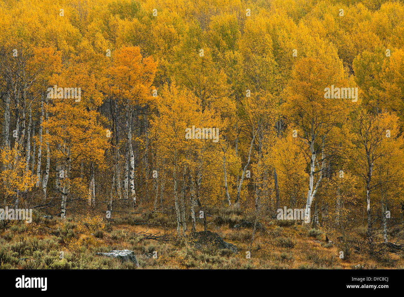 Sawtooth Mountains, in der Nähe von Stanley, Idaho, Herbst, Espe, Fallfarbe, Wald Stockfoto