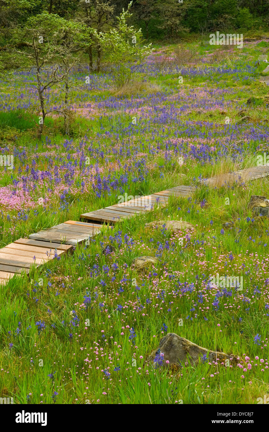 Camas Feld und Promenade Camassia natürlichen Bereich Portland Oregon Camas ist lila (Camassia Quamash) und Rosey Plectritis Stockfoto