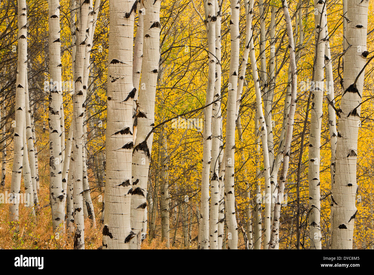 Sawtooth Mountains, in der Nähe von Stanley, Idaho, Herbst, Espe, Fallfarbe, Wald Stockfoto