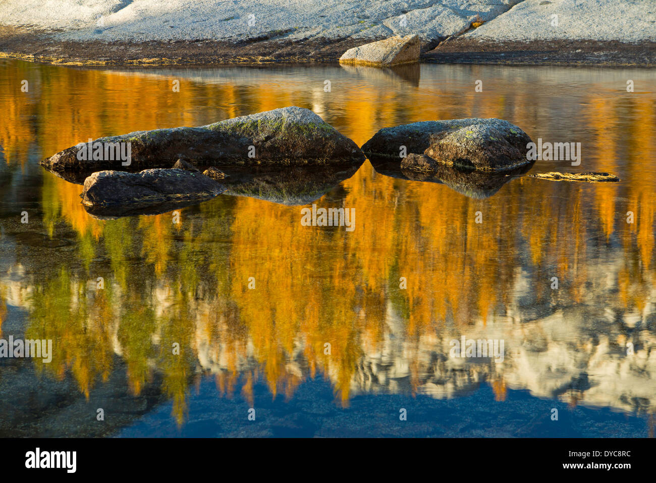 Fallen Sie Lärche reflektiert in einem Teich im Abschnitt Alpine Seen Wildnis Verzauberungen. Washington. USA Stockfoto