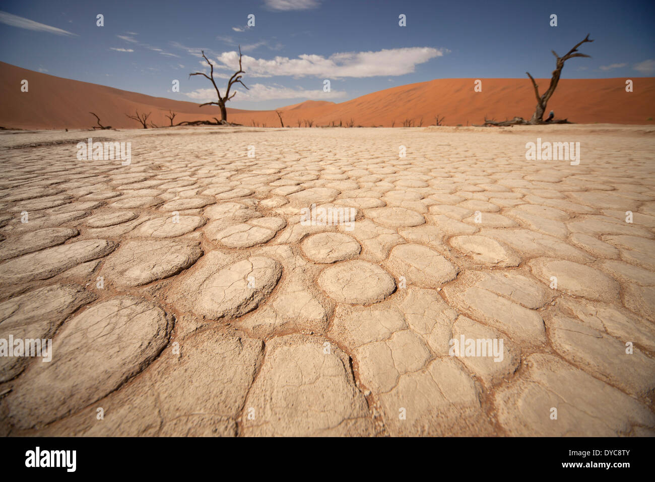 Risse und Muster in die trockene Oberfläche und abgestorbene Bäume am Deadvlei, Namib Naukluft Park, Namibia, Afrika Stockfoto