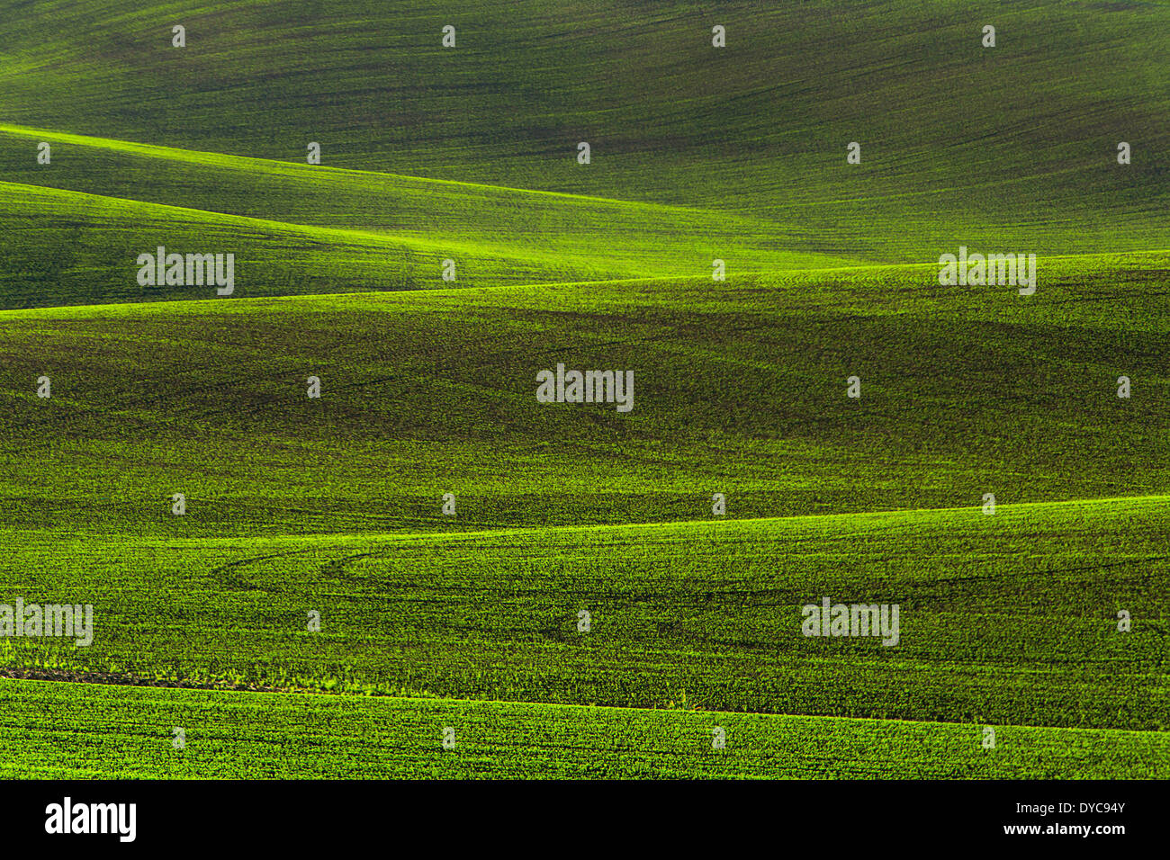 Grüne Felder des Frühlings in der Palouse landwirtschaftlich geprägten Region von Washington. USA Stockfoto