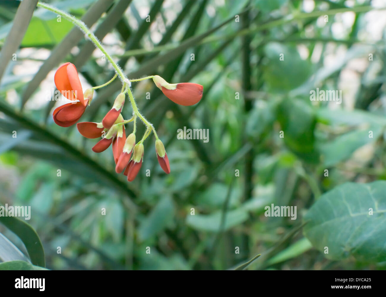 Flamme Erbse Laub Hintergrund. Flamme Erbse Chorizema Cordatum in gelb und Orange vor Vegetation. Stockfoto