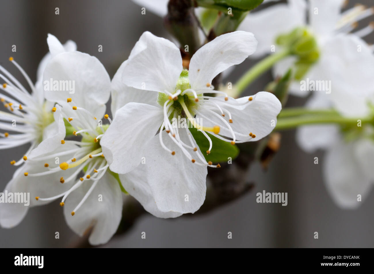 Eine Victoria Pflaumenbaum, Prunus Domestica. Stockfoto