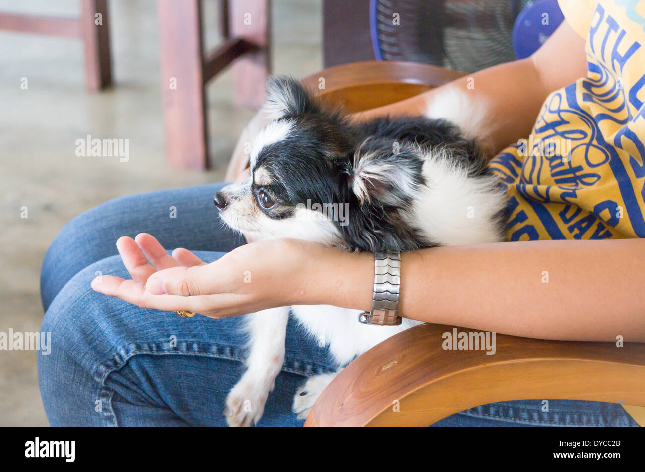 Langhaar Chihuahua liegen auf Frau Schoß, Fotoarchiv Stockfoto