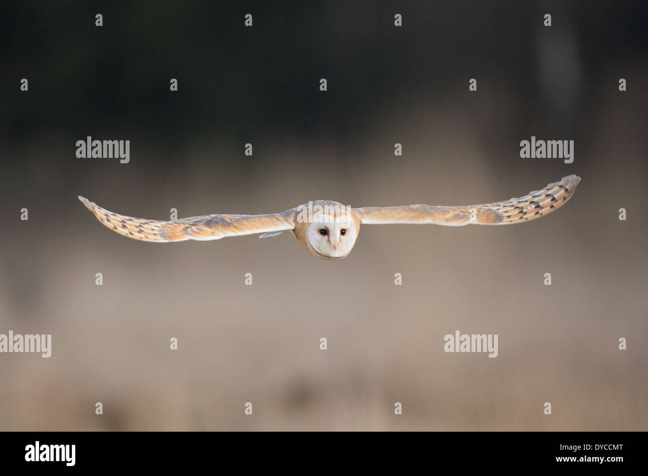 Schleiereule (Tyto alba) im Flug Stockfoto