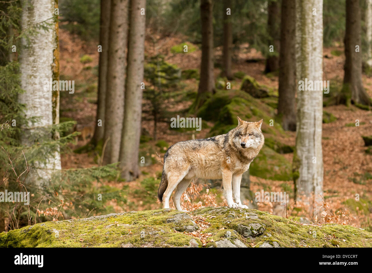 Lone Wolf (Canis Lupus) auf einem Felsvorsprung in einem Wald Stockfoto