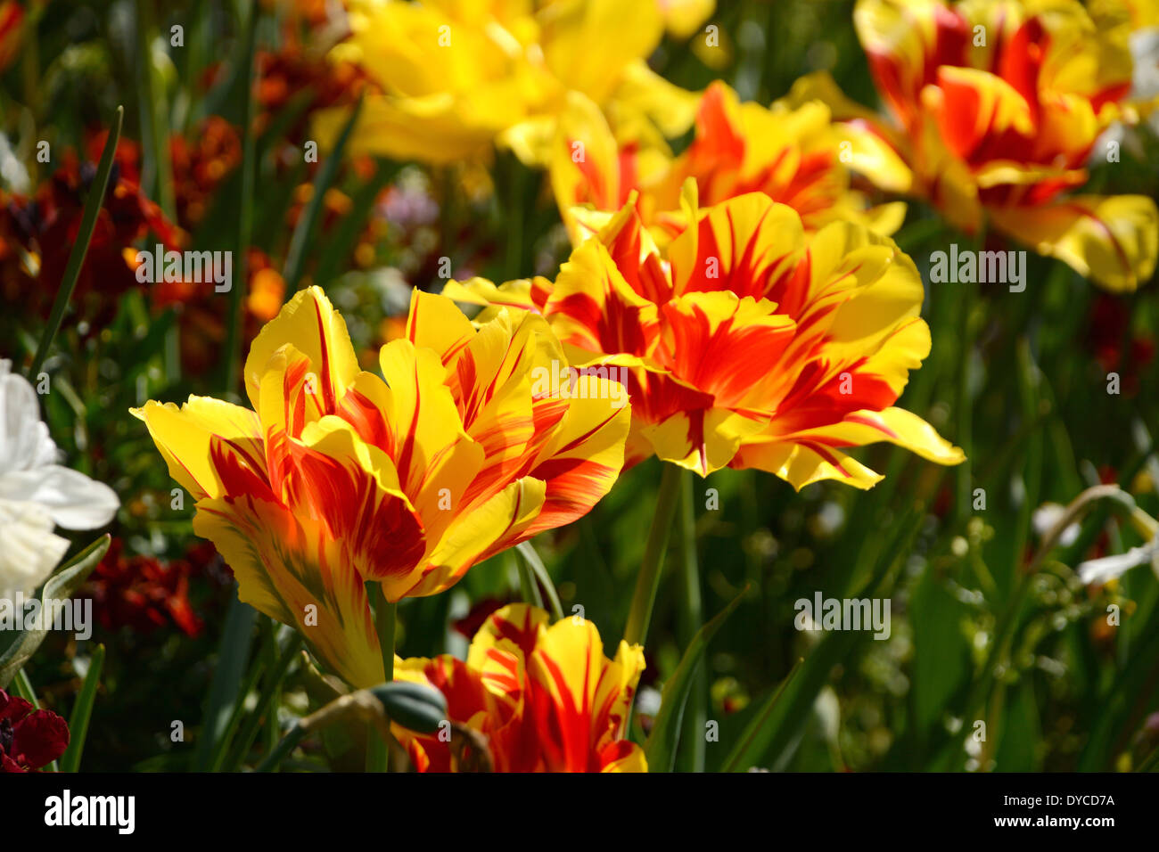 Kühne rote und gelbe Tulpen Monsella in Frühlingssonne Stockfoto