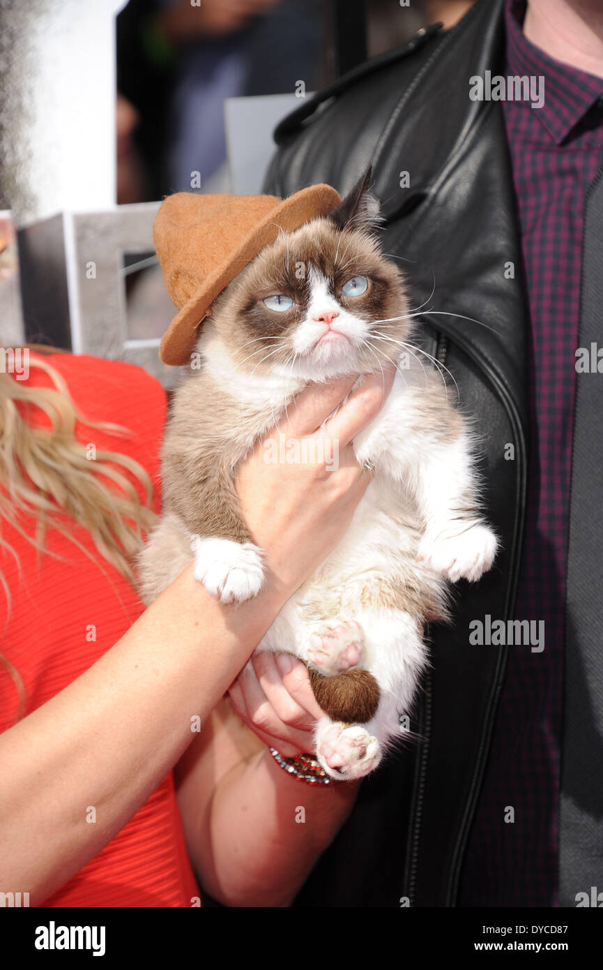 Mürrische Katze kommt bei den 2014 MTV Movie Awards im Nokia Theatre L.A. Live in Los Angeles, USA, im 13. April 2014. Foto: Hubert Boesl/Dpa - NO WIRE SERVICE Stockfoto