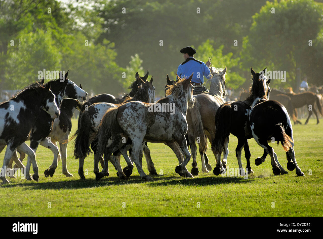 Fiesta De La Tradición, San Antonio de Areco, Provincia de Buenos Aires, Argentinien, Südamerika Stockfoto