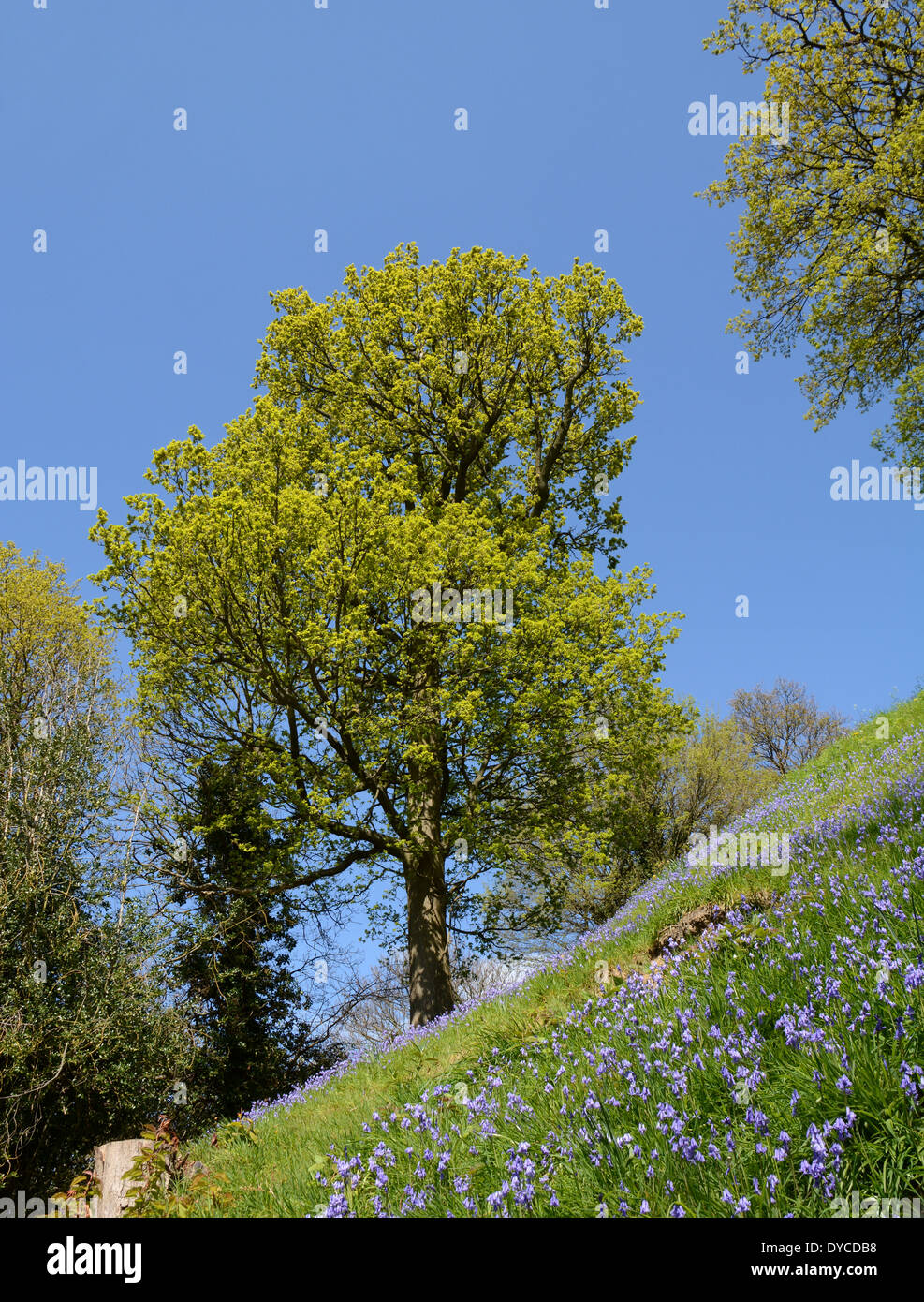 Ufer des spanischen Glockenblumen mit Bäumen in Blatt vor blauem Himmel Stockfoto