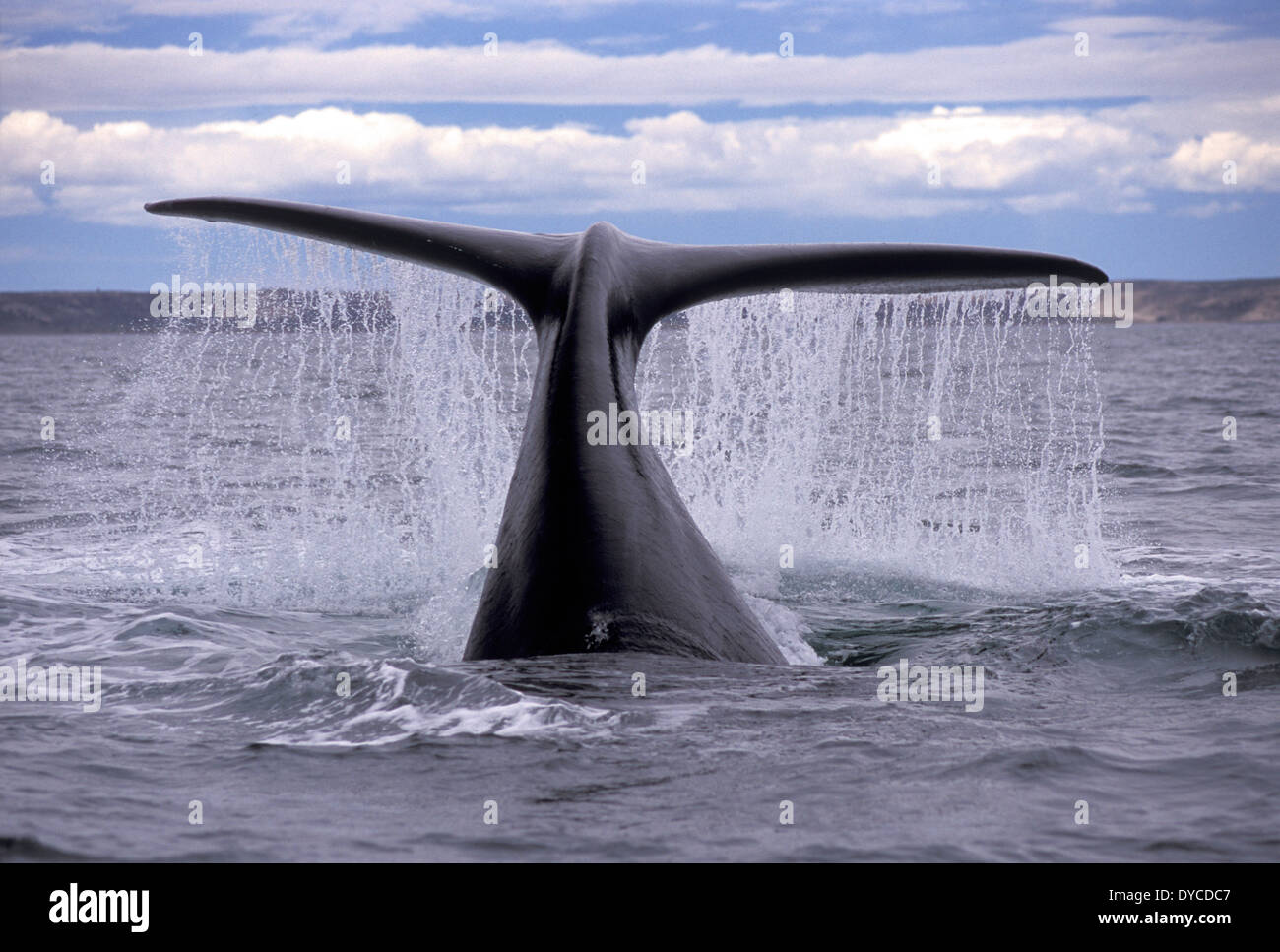 Southern Right Whale Stockfoto