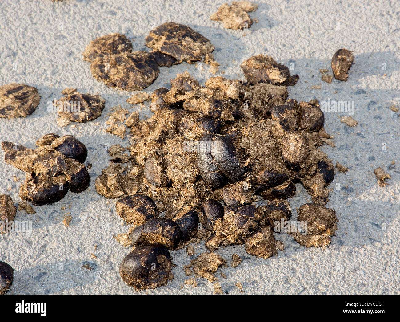 Pferd Gülle auf der Straße. Stockfoto