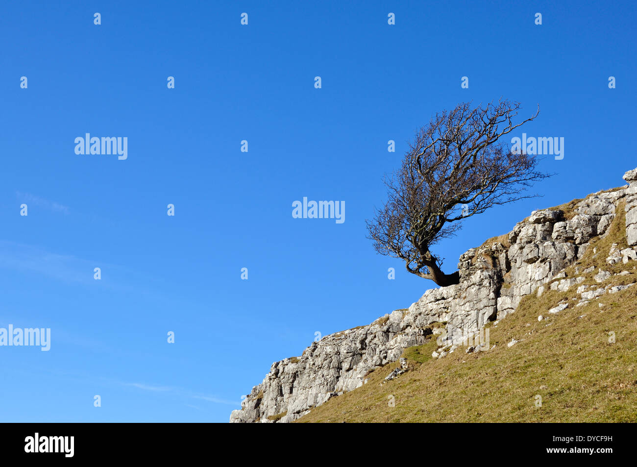 Baum auf Kalkstein mit blauem Himmel in Yorkshire dales Stockfoto