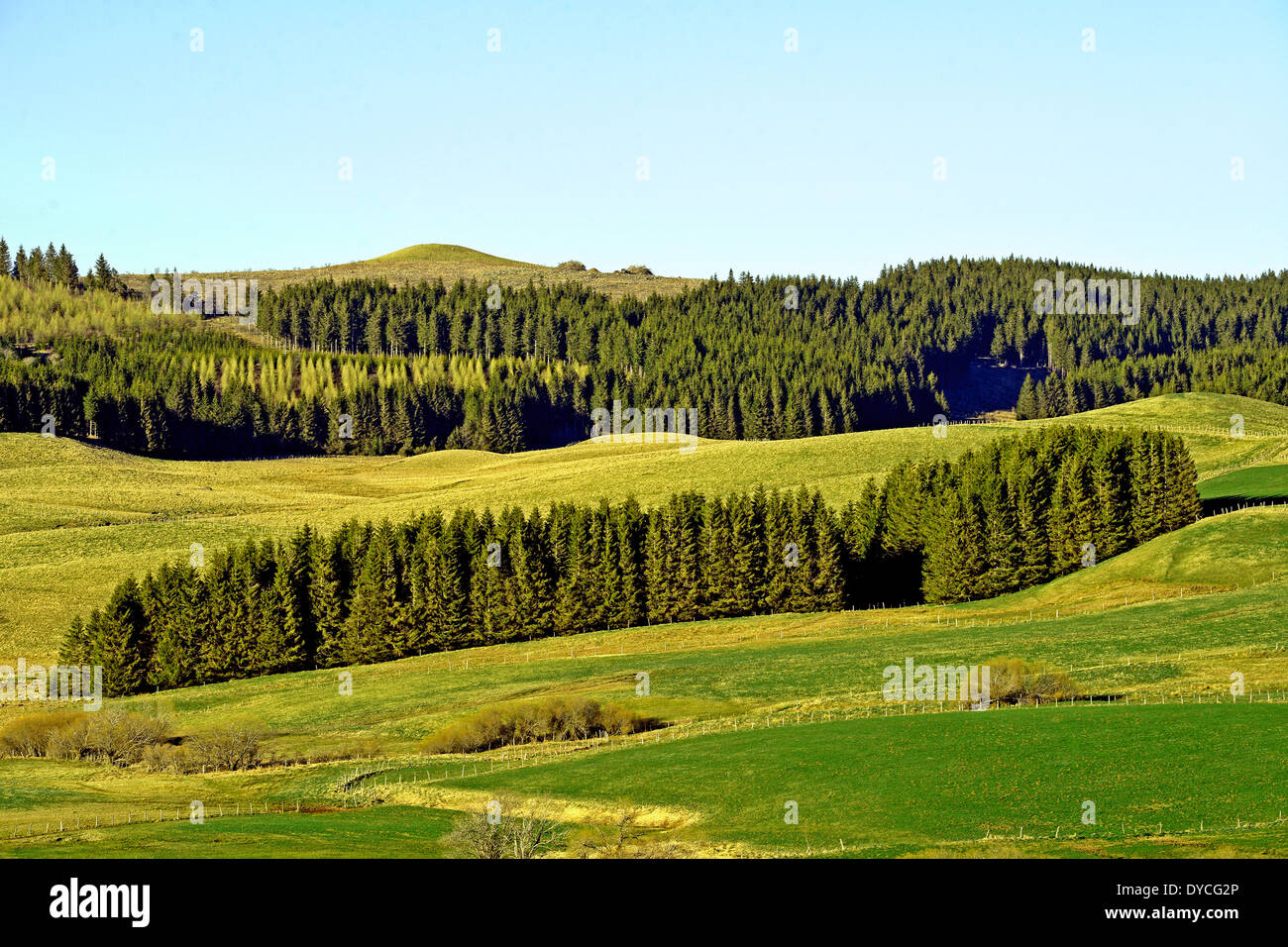 Forest, Cezallier, Puy-de-Dome, Auvergne, Massif-Central, Frankreich Stockfoto