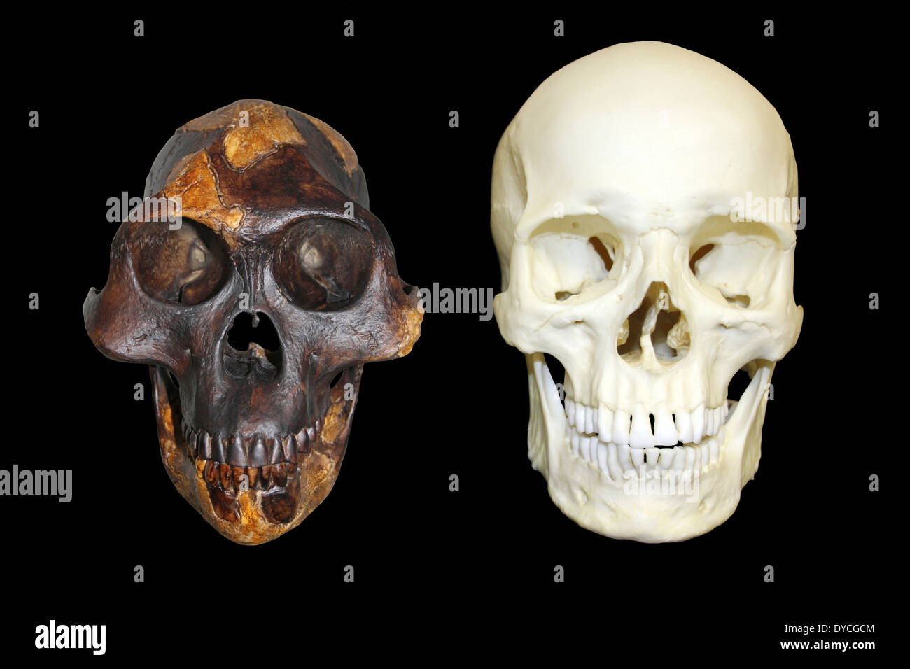 "Lucy" Australopithecus Afarensis Vs Homo Sapiens Stockfoto