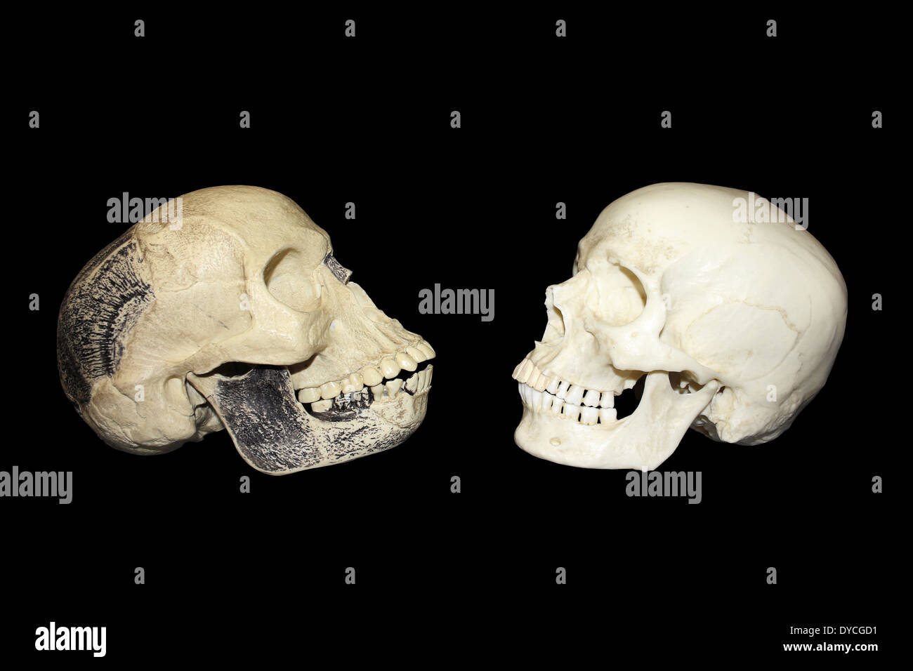Vergleich zwischen der Piltdown-Mensch Hoax Schädel Vs modernen Mann Homo sapiens Stockfoto