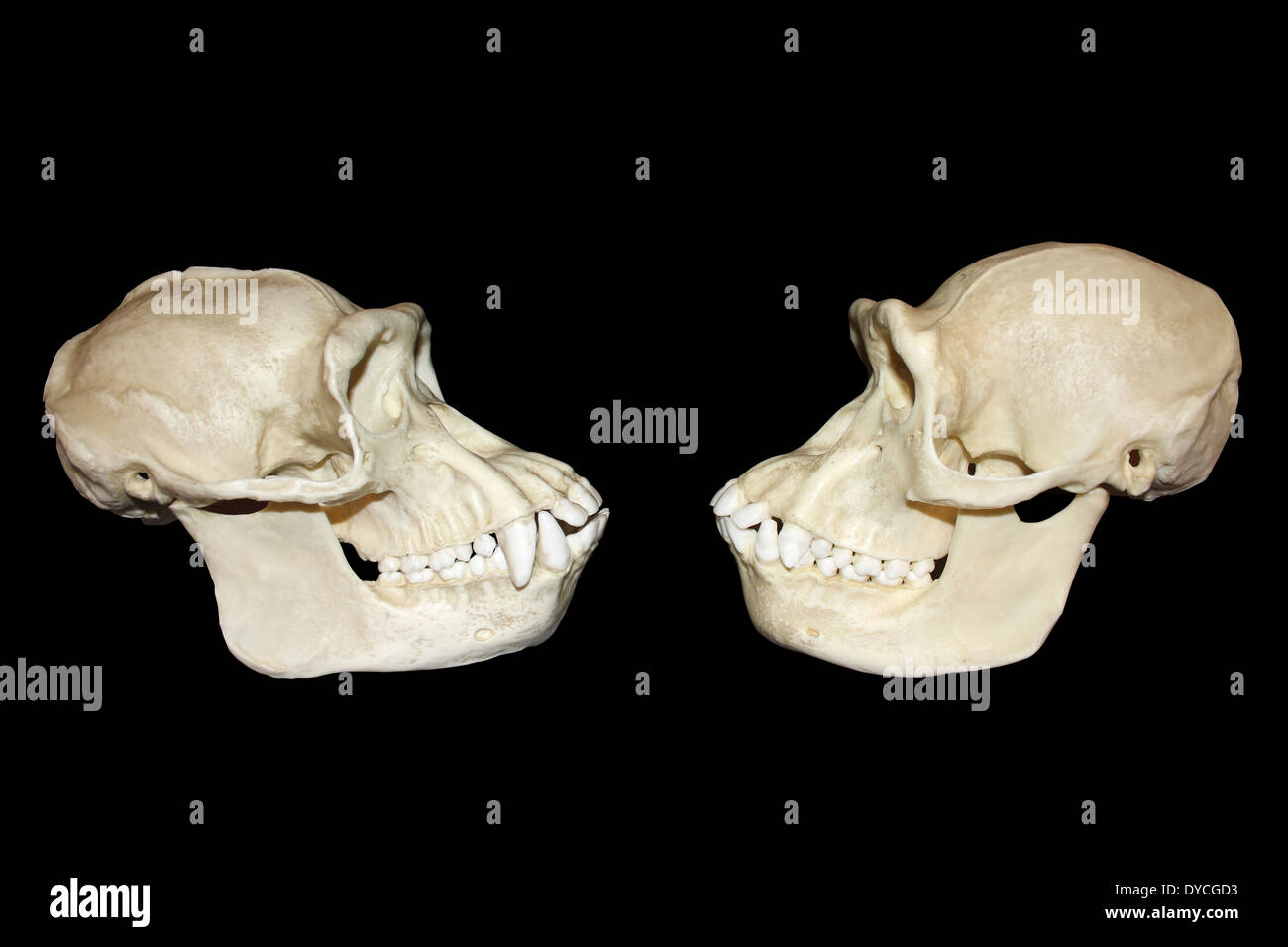 Side View-Vergleich zwischen männlichen und weiblichen Schimpansen Schädel Stockfoto
