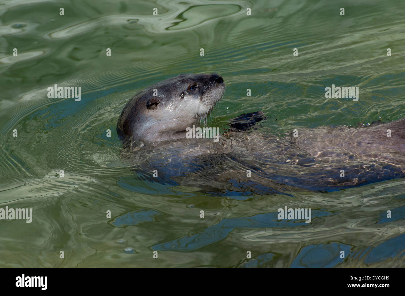Eine nördliche Fischotter. Stockfoto