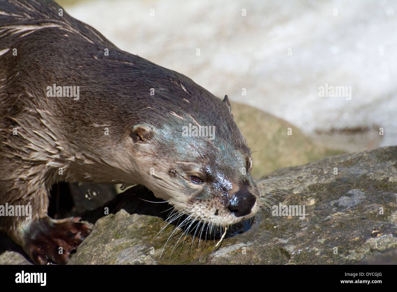 Eine nördliche Fischotter. Stockfoto