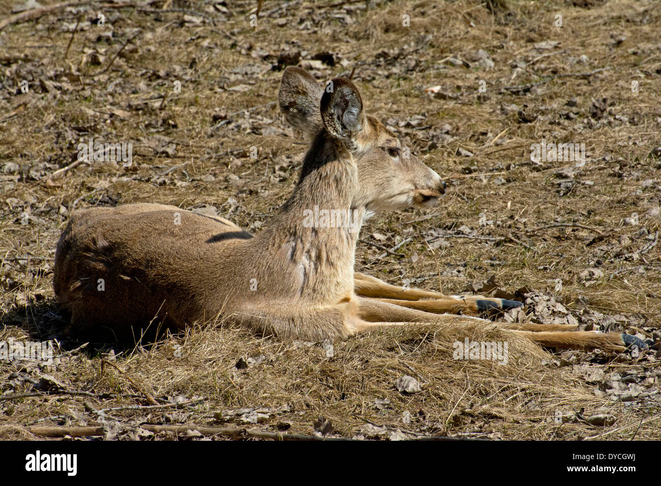 Ein White-Tail Reh im Frühjahr. Stockfoto