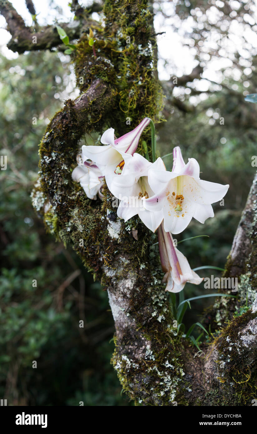 wilde Lilie Blume wachsen Baum Natur Afrikas Stockfoto