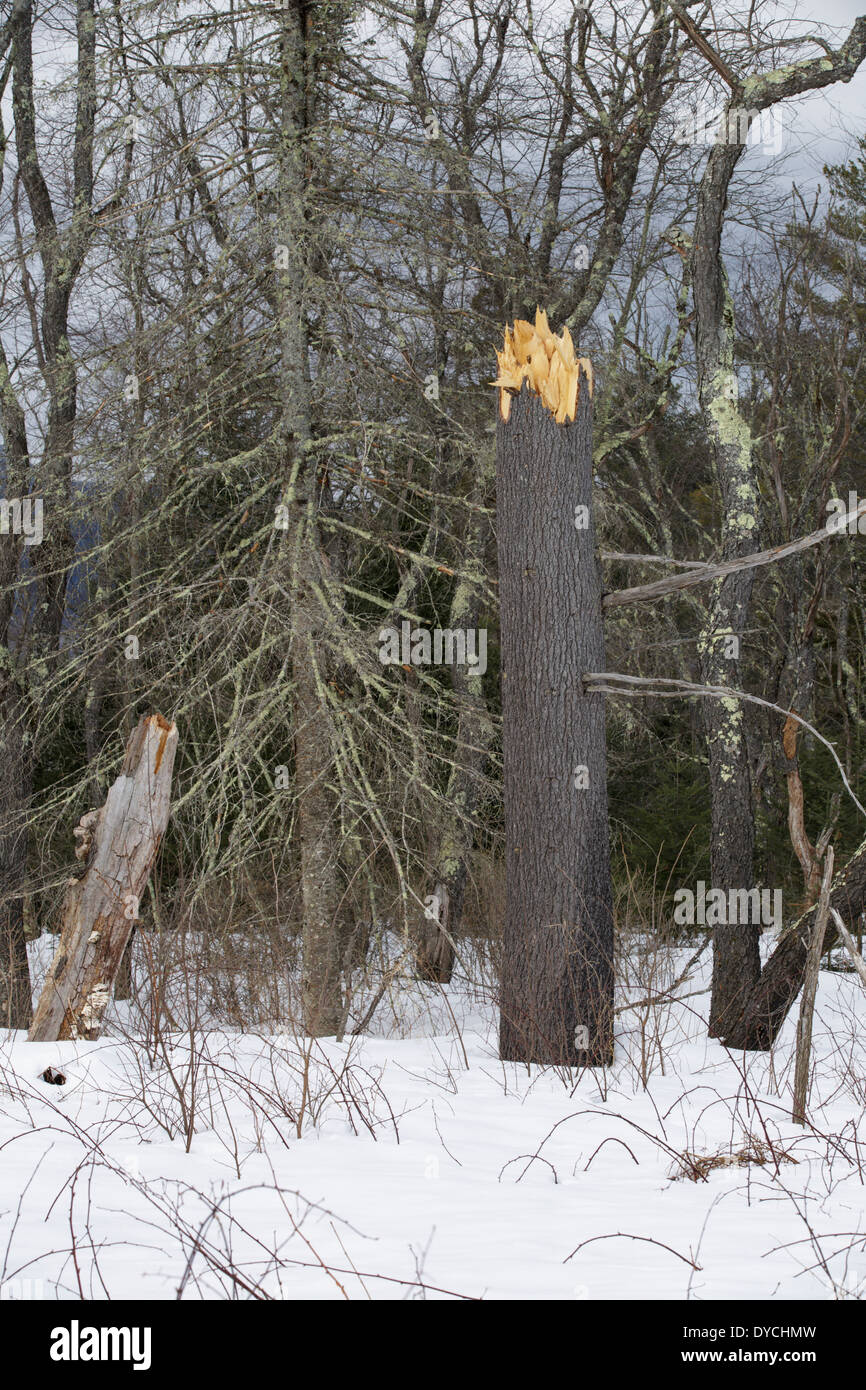 Schnappte der östlichen Kiefer entlang den Kancamagus Scenic Byway (Route 112) in den White Mountains, New Hampshire, USA Stockfoto