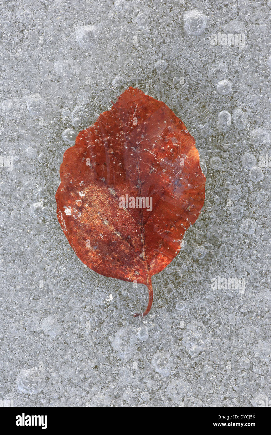 Blatt Detail Eiswasser kalt Laub Makro Muster Nahaufnahme Wasser Winter abstrakte eisig gefrorenen grafische Konzepte Muster col Stockfoto