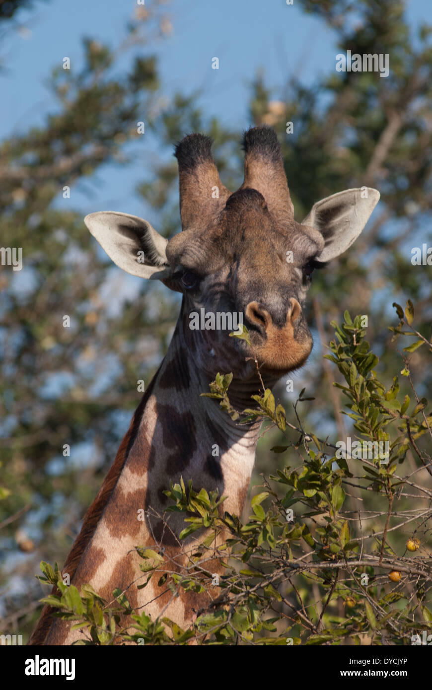 Safari in Afrika Stockfoto
