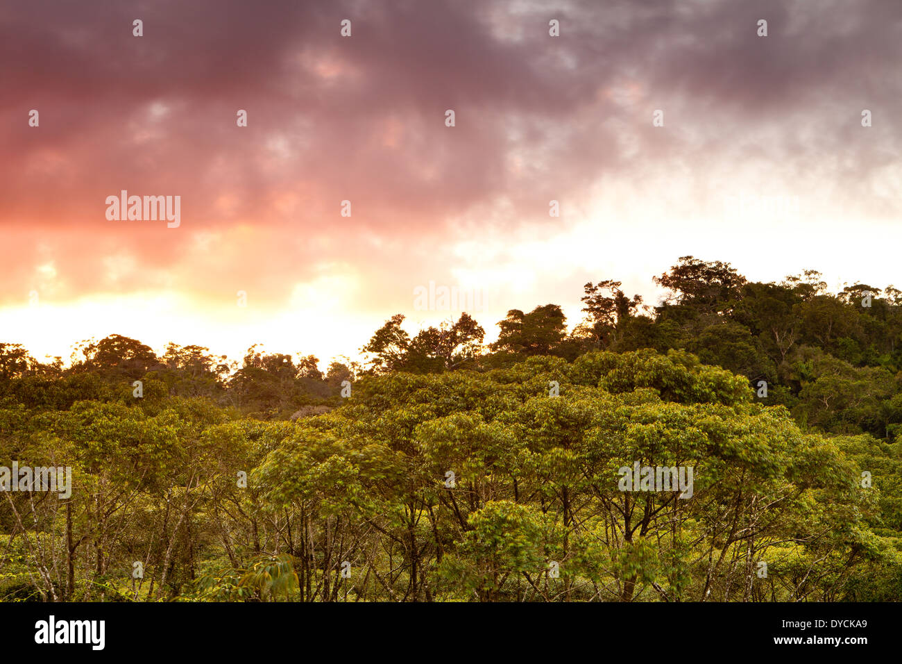 Schönen Abend licht im premontane feuchten tropischen Regenwald in Burbayar Naturschutzgebiet, Panama Provinz, Republik Panama. Stockfoto