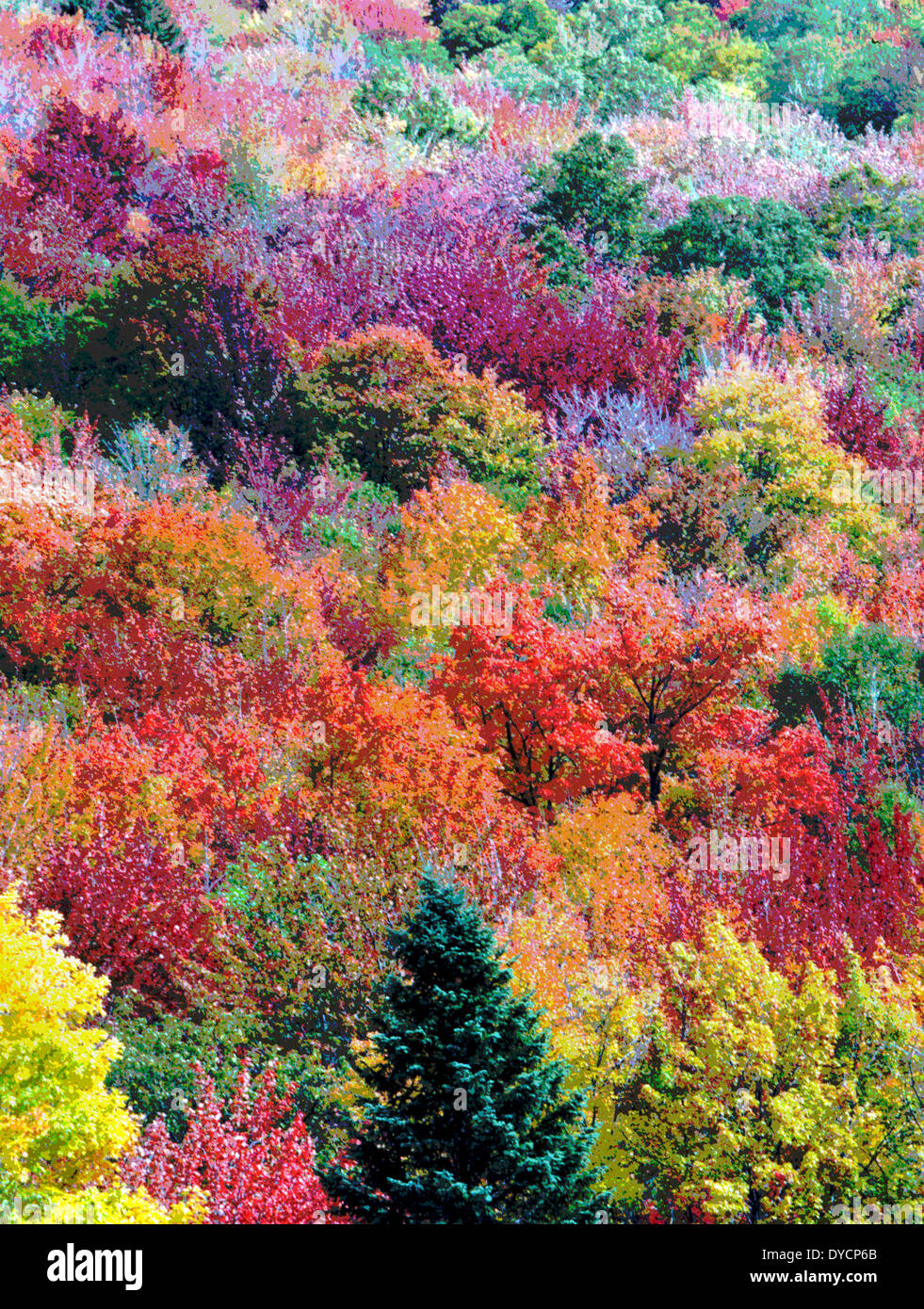 Die bunten Blätter der Bäume im Herbst in New England, USA, wurden digital verändert, um eine lebendige Gemälde von Herbstlaub zu erstellen. Stockfoto