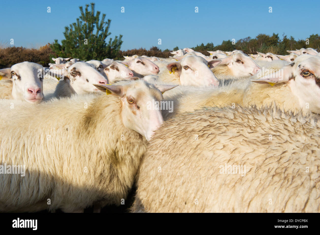 Schafherde mit weiße Tiere Stockfoto