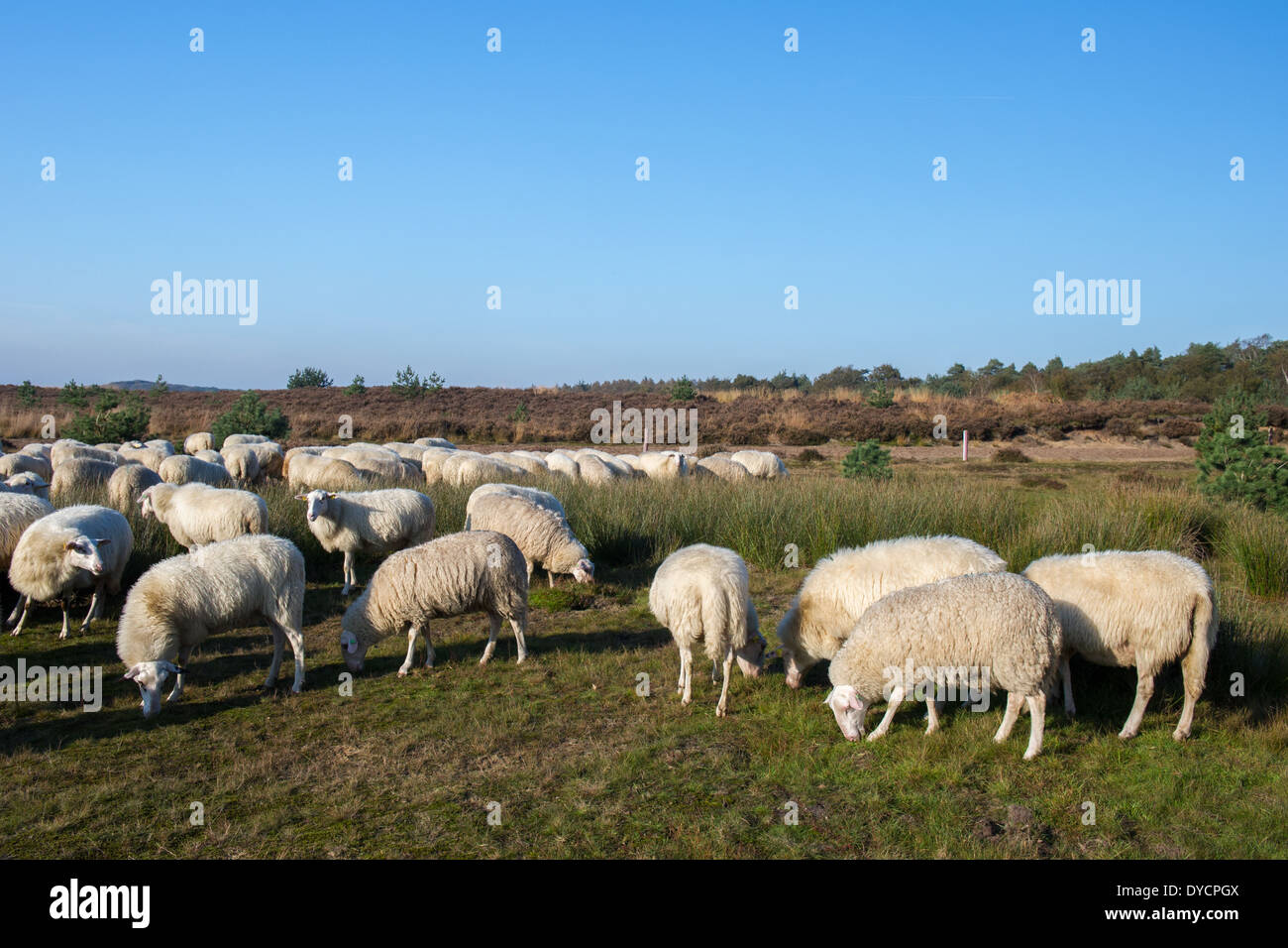Schafherde auf Heidekraut Land in Ede Holland Stockfoto