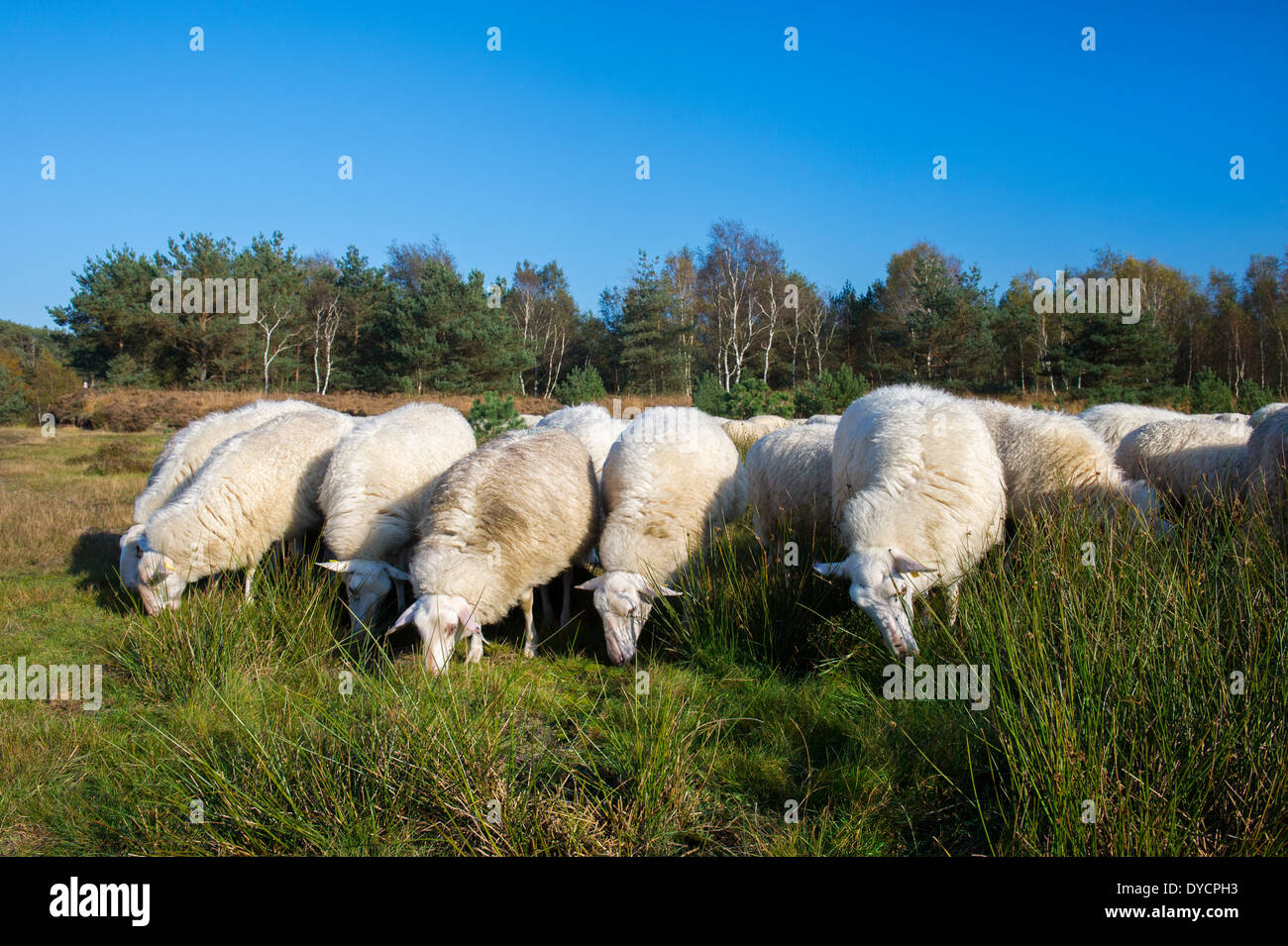 Vieh weiße Veluwe Schafe in Ede in Holland Stockfoto