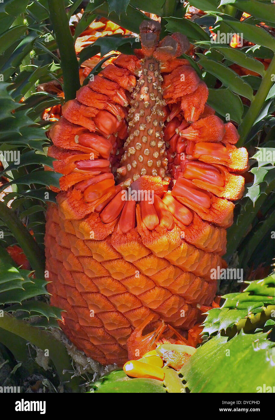 Samen sind von einem hellen Orange verteilt, die weiblichen Samen Kegel inmitten einer tropischen Cycad Pflanze auf Casey Key, Florida eingebettet. Stockfoto