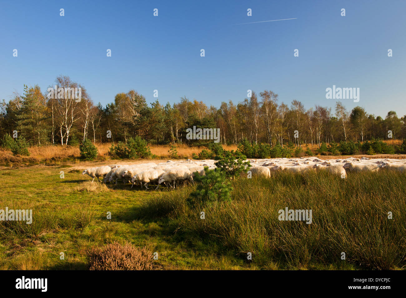 Niederländische Schafherde in der Natur Stockfoto