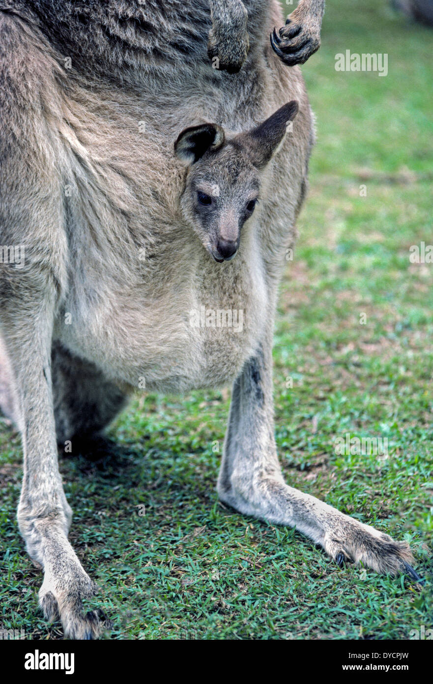 Ein australischer Babykänguru steckt seinen Kopf aus dem Beutel seiner Mutter, wo die Joey genährt und geschützt, bis es reift. Stockfoto