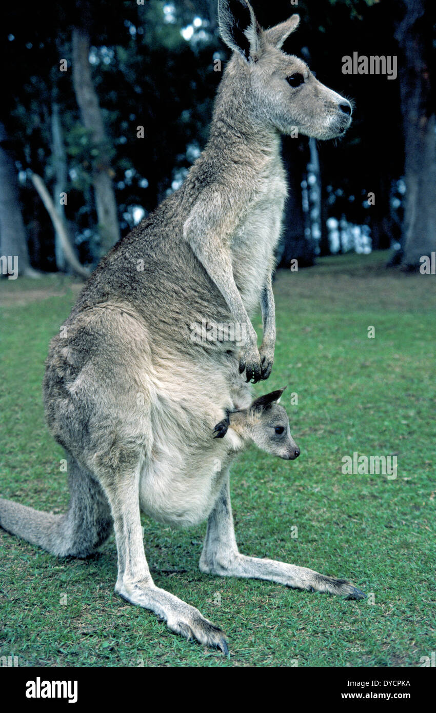 Ein australischer Babykänguru steckt seinen Kopf aus dem Beutel seiner Mutter, wo die Joey genährt und geschützt, bis es reift. Stockfoto