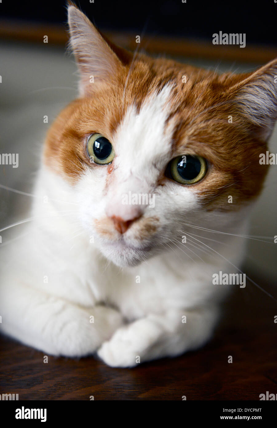 Diese Katze war in einem Kampf mit einem wilden Tier verletzt. Stockfoto