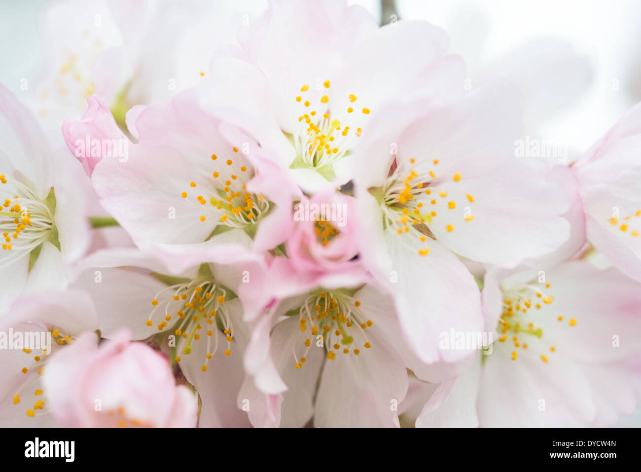 WASHINGTON DC, USA – Ein Blick aus der Nähe der Kirschblüten zeigt den zarten Übergang von weißen zu rosa Blüten. Dieses intime Porträt der berühmten Blüten von Washington D.C. fängt die subtilen Farbveränderungen ein, die den Verlauf des Frühlings in der Hauptstadt des Landes kennzeichnen. Stockfoto