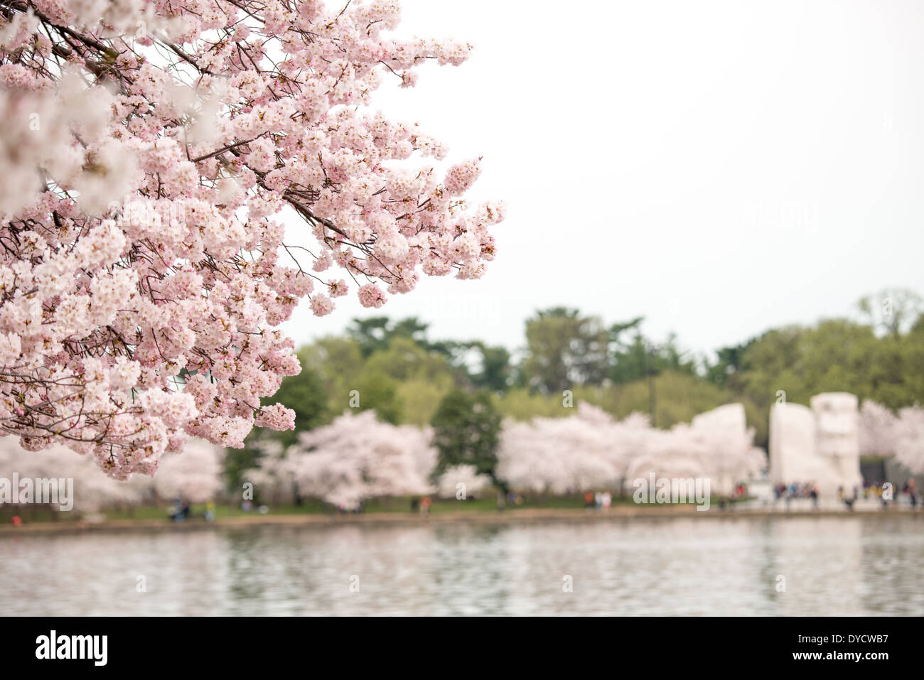 WASHINGTON DC, USA – die Blüten der Kirschblüten in voller Blüte schaffen an einem bewölkten Tag eine weiche, ätherische Landschaft rund um das Tidal Basin. Das gestreute Licht verstärkt die zarten Rosa- und Weißtöne der Blumen und bietet einen ruhigen und besinnlichen Blick auf dieses legendäre Frühlingsspektakel in der Hauptstadt des Landes. Stockfoto