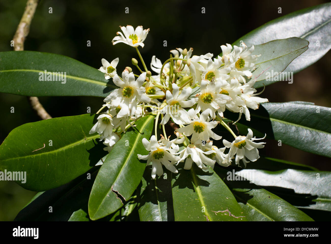Blüten des immergrünen Baumes, Drimys Winteri, im April Sonnenschein Stockfoto